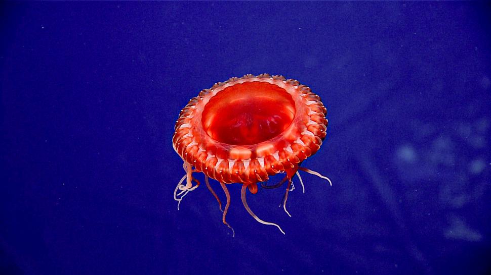 Descoperire senzațională făcută pe fundul mării, într-un vas scufundat în 1942 968589