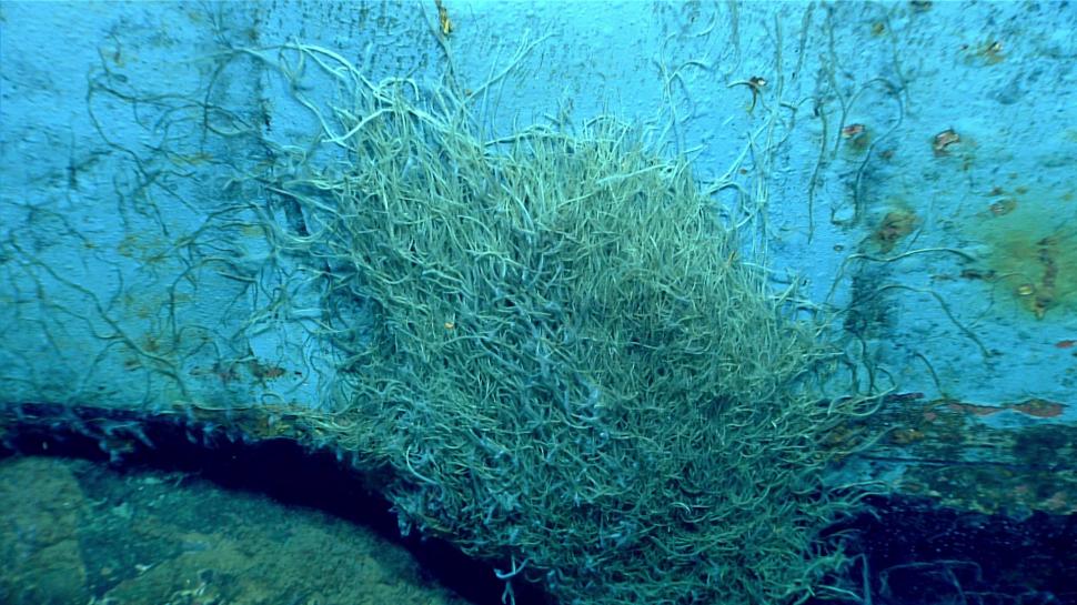 Descoperire senzațională făcută pe fundul mării, într-un vas scufundat în 1942 968601