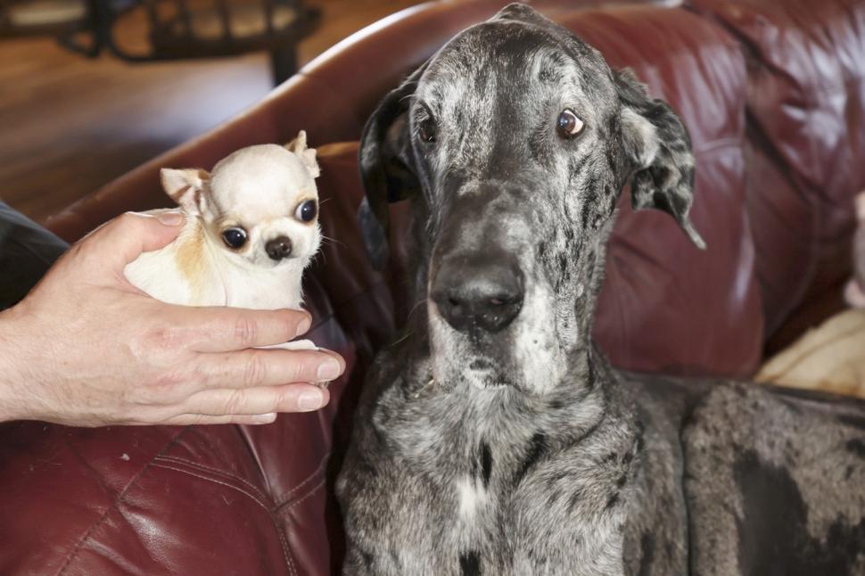 Cel mai înalt câine din lume l-a întâlnit pe cel mai mic, iar lucrurile au luat o turnură neașteptată 968902