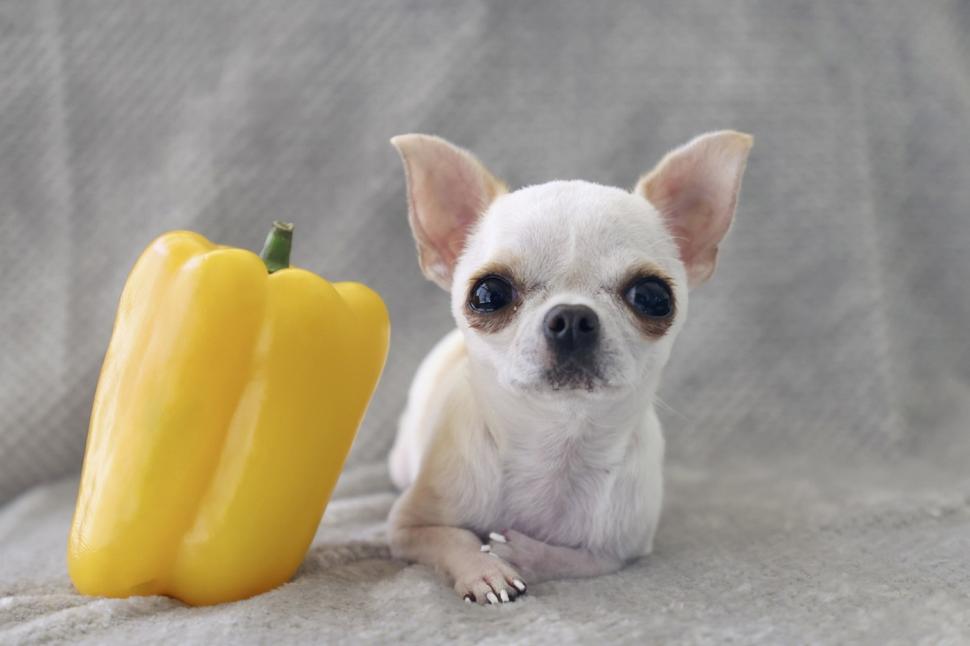 Cel mai înalt câine din lume l-a întâlnit pe cel mai mic, iar lucrurile au luat o turnură neașteptată 968904