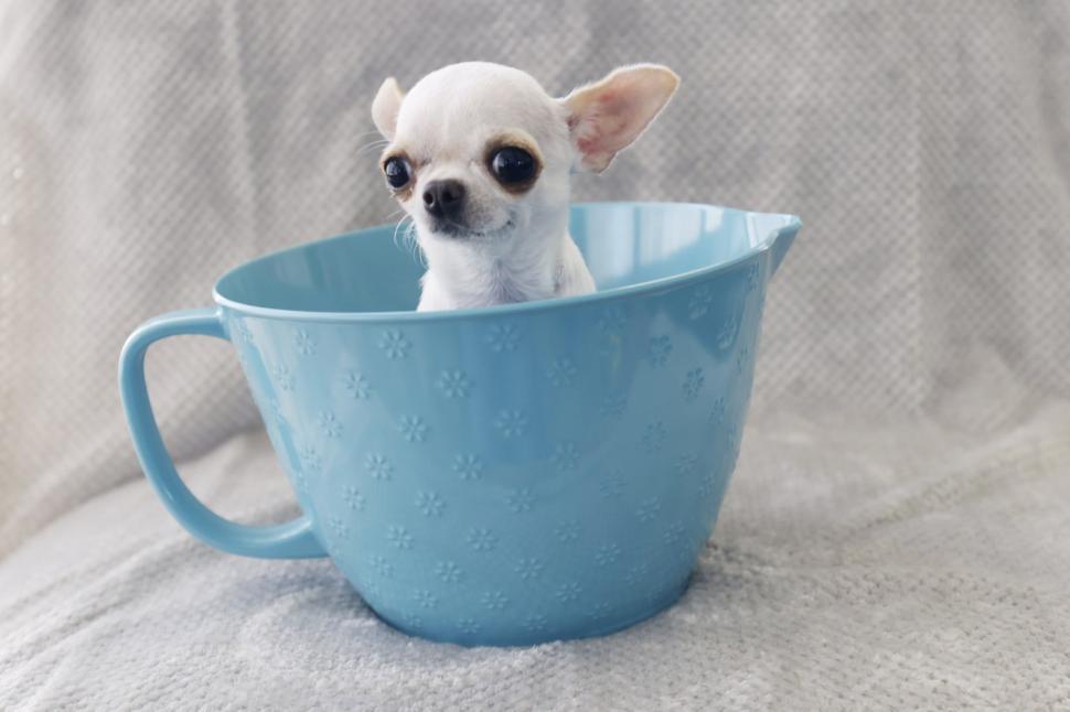 Cel mai înalt câine din lume l-a întâlnit pe cel mai mic, iar lucrurile au luat o turnură neașteptată 968905