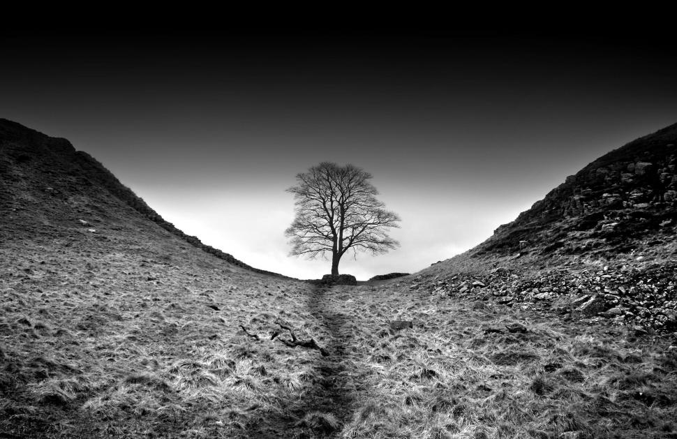 Filmarea în care este tăiat "copacul lui Robin Hood", prezentată în instanţă. Ce a apărut pe trunchiul arţarului vechi de două secole 968936