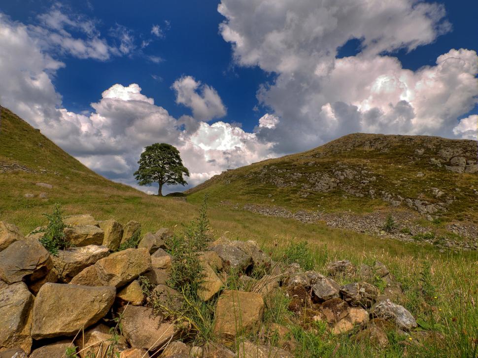 Filmarea în care este tăiat "copacul lui Robin Hood", prezentată în instanţă. Ce a apărut pe trunchiul arţarului vechi de două secole 968937