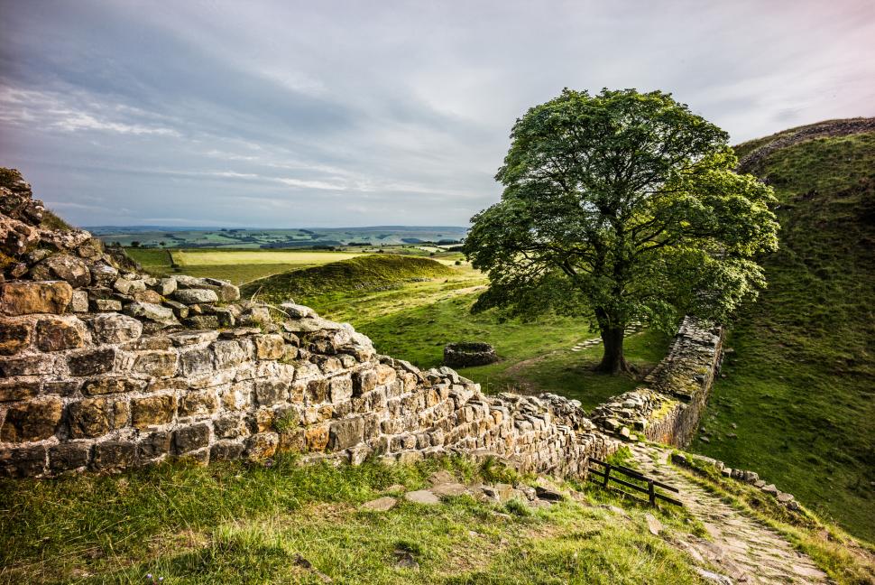 Filmarea în care este tăiat "copacul lui Robin Hood", prezentată în instanţă. Ce a apărut pe trunchiul arţarului vechi de două secole 968942