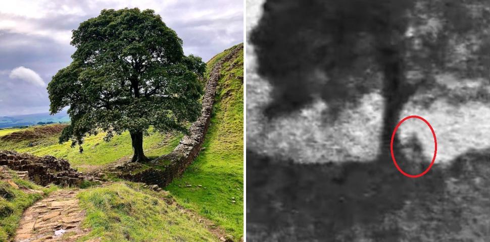 Filmarea în care este tăiat "copacul lui Robin Hood", prezentată în instanţă. Ce a apărut pe trunchiul arţarului vechi de două secole 968947