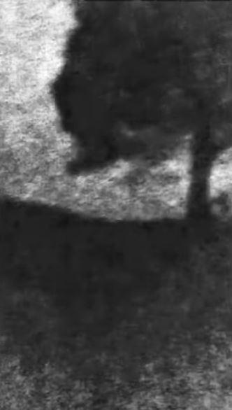 Filmarea în care este tăiat "copacul lui Robin Hood", prezentată în instanţă. Ce a apărut pe trunchiul arţarului vechi de două secole 968952