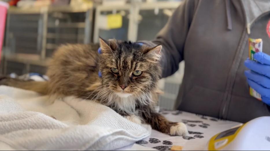 O pisică a scăpat cu viață după ce a căzut de la 115 metri, însă stăpânii ei au murit. Tragica aventură a lui Mirage 969433