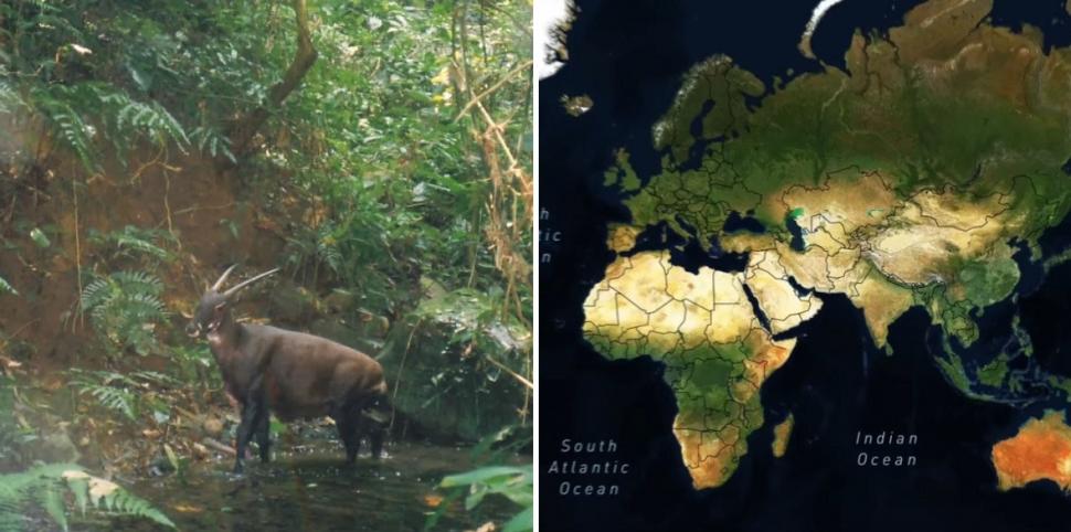 "Am fost foarte surprinși". Descoperiri ştiinţifice despre unicornul asiatic, animalul misterios văzut ultima dată în urmă cu 12 ani 971510