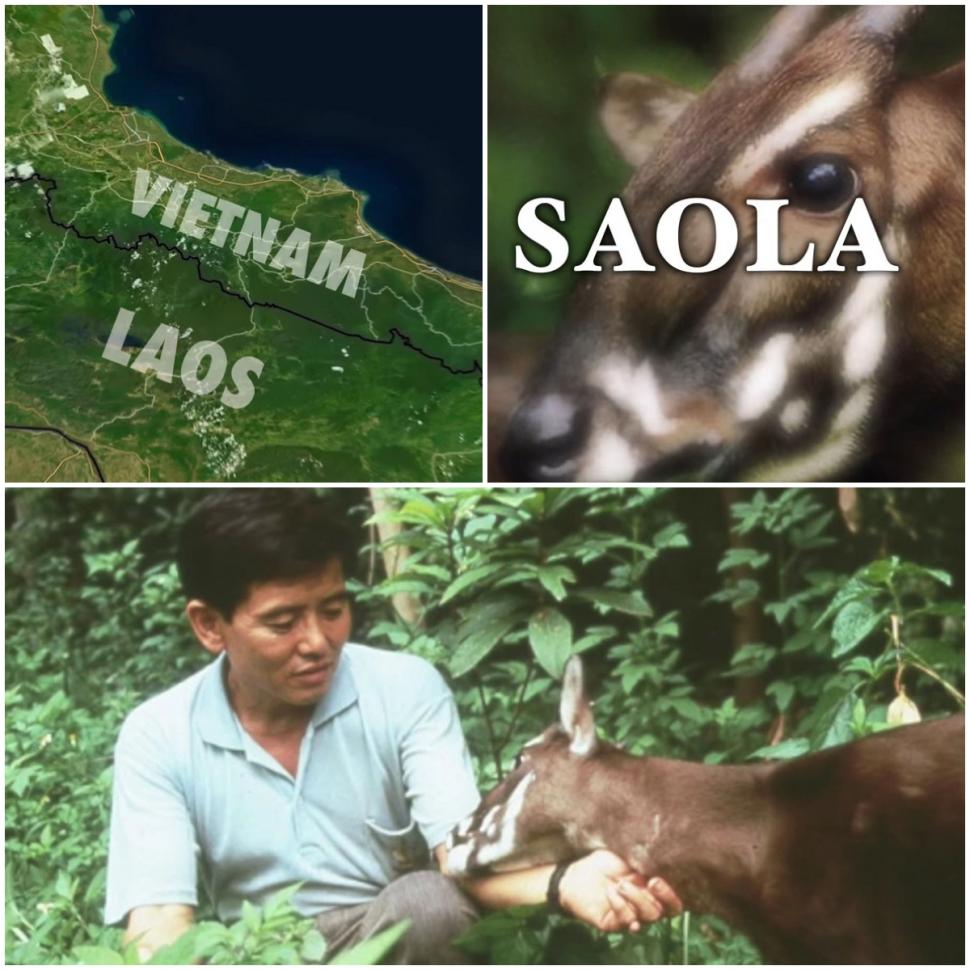 "Am fost foarte surprinși". Descoperiri ştiinţifice despre unicornul asiatic, animalul misterios văzut ultima dată în urmă cu 12 ani 971511