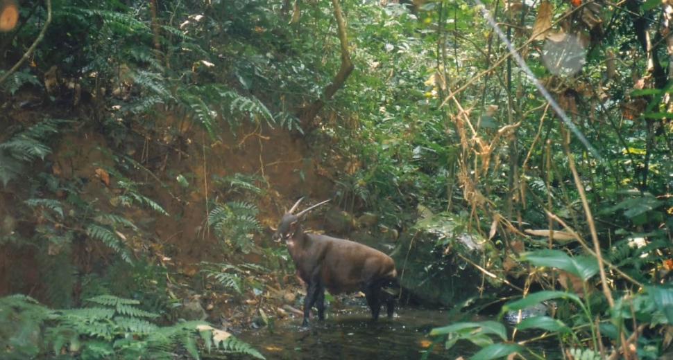"Am fost foarte surprinși". Descoperiri ştiinţifice despre unicornul asiatic, animalul misterios văzut ultima dată în urmă cu 12 ani 971512