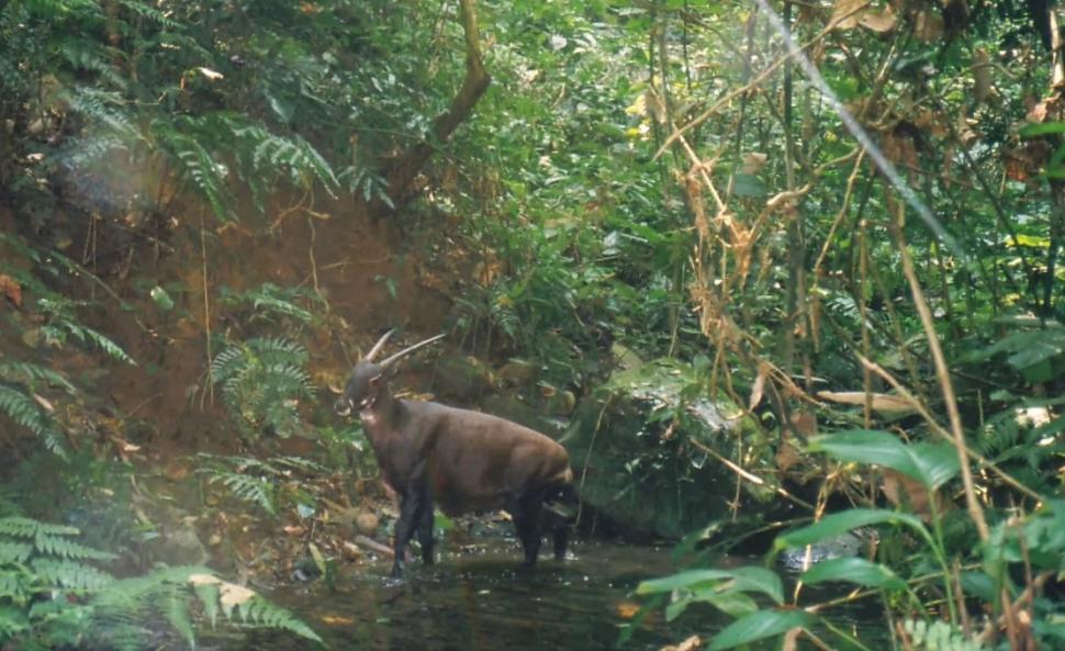 "Am fost foarte surprinși". Descoperiri ştiinţifice despre unicornul asiatic, animalul misterios văzut ultima dată în urmă cu 12 ani 971513