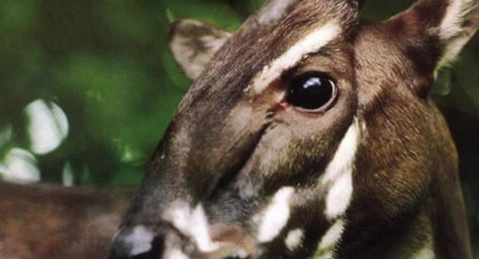 "Am fost foarte surprinși". Descoperiri ştiinţifice despre unicornul asiatic, animalul misterios văzut ultima dată în urmă cu 12 ani 971514