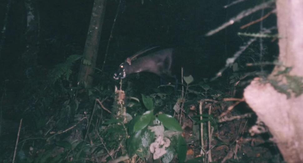 "Am fost foarte surprinși". Descoperiri ştiinţifice despre unicornul asiatic, animalul misterios văzut ultima dată în urmă cu 12 ani 971515