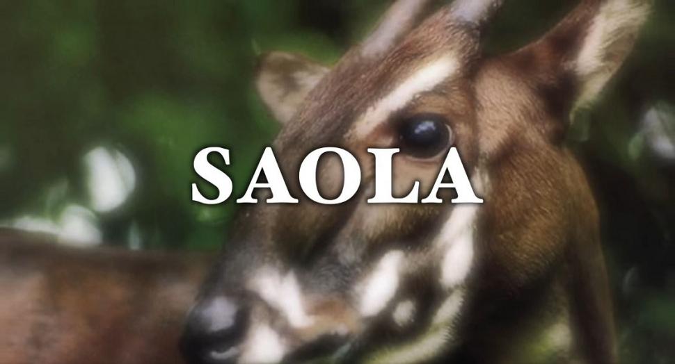 "Am fost foarte surprinși". Descoperiri ştiinţifice despre unicornul asiatic, animalul misterios văzut ultima dată în urmă cu 12 ani 971517