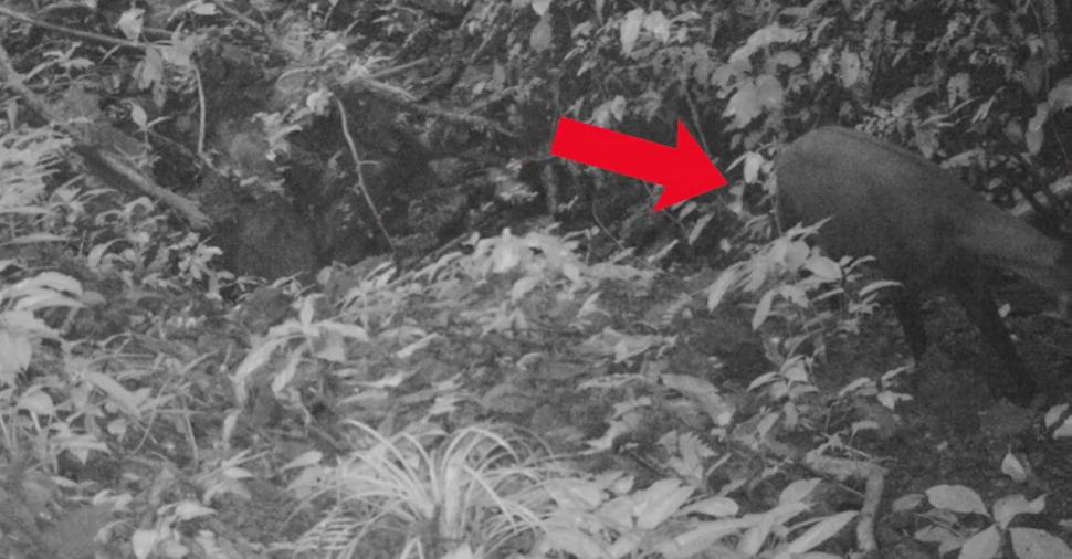 "Am fost foarte surprinși". Descoperiri ştiinţifice despre unicornul asiatic, animalul misterios văzut ultima dată în urmă cu 12 ani 971519