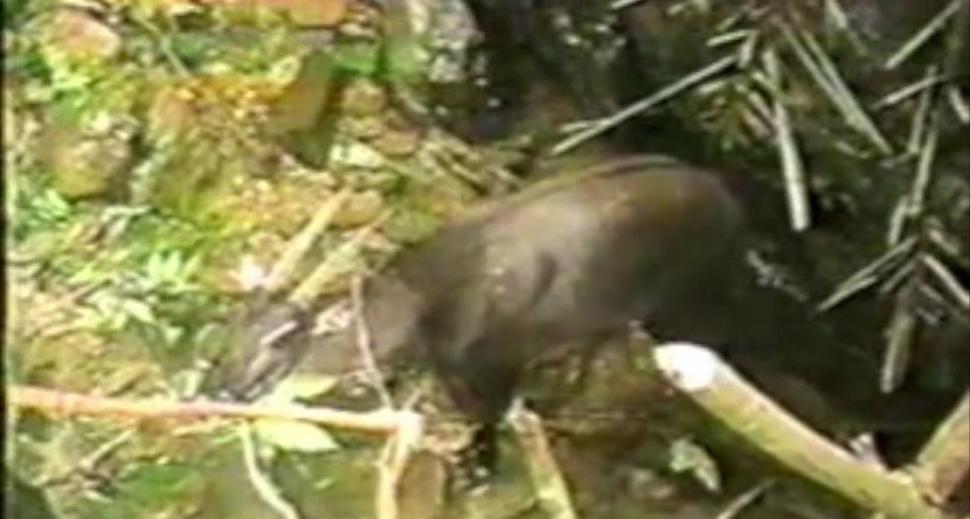 "Am fost foarte surprinși". Descoperiri ştiinţifice despre unicornul asiatic, animalul misterios văzut ultima dată în urmă cu 12 ani 971522