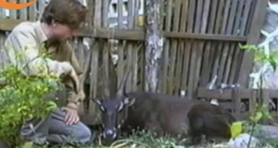 "Am fost foarte surprinși". Descoperiri ştiinţifice despre unicornul asiatic, animalul misterios văzut ultima dată în urmă cu 12 ani 971523