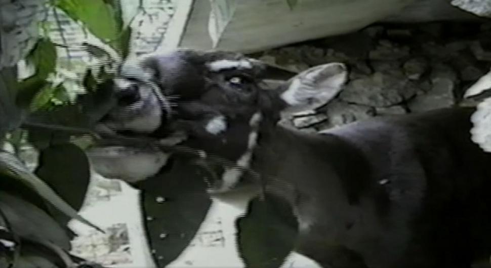 "Am fost foarte surprinși". Descoperiri ştiinţifice despre unicornul asiatic, animalul misterios văzut ultima dată în urmă cu 12 ani 971524