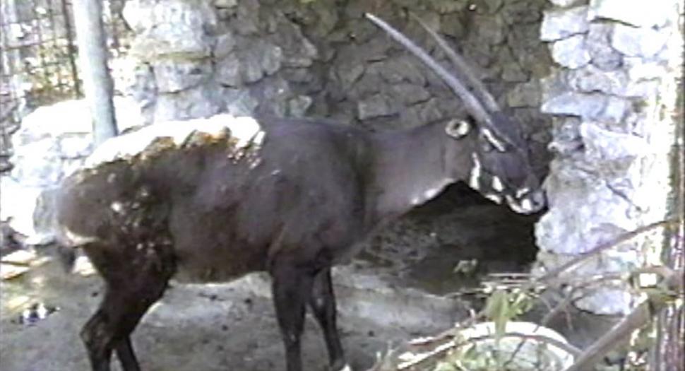 "Am fost foarte surprinși". Descoperiri ştiinţifice despre unicornul asiatic, animalul misterios văzut ultima dată în urmă cu 12 ani 971525