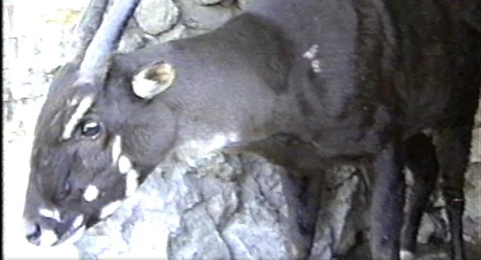 "Am fost foarte surprinși". Descoperiri ştiinţifice despre unicornul asiatic, animalul misterios văzut ultima dată în urmă cu 12 ani 971526