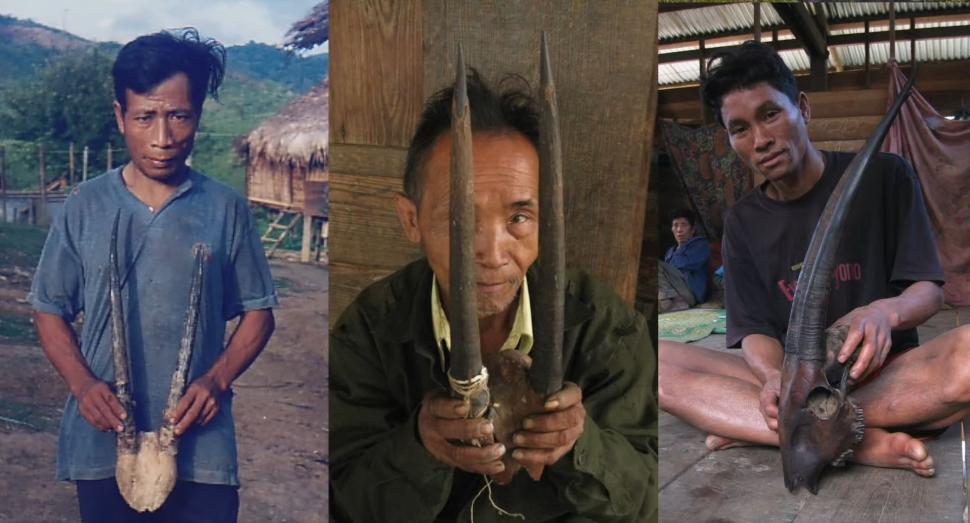 "Am fost foarte surprinși". Descoperiri ştiinţifice despre unicornul asiatic, animalul misterios văzut ultima dată în urmă cu 12 ani 971529