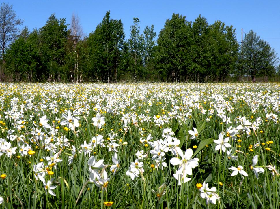 Locul sălbatic din România unde găsești narcise cât vezi cu ochii. "O minunăție. De 12 - 15 ani venim aici" 971686