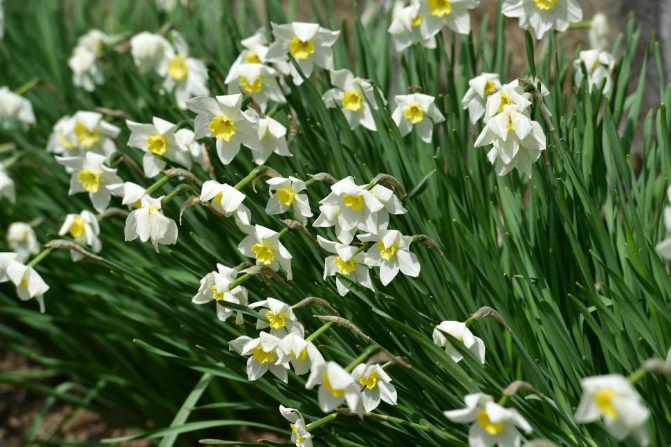 Locul sălbatic din România unde găsești narcise cât vezi cu ochii. "O minunăție. De 12 - 15 ani venim aici" 971687