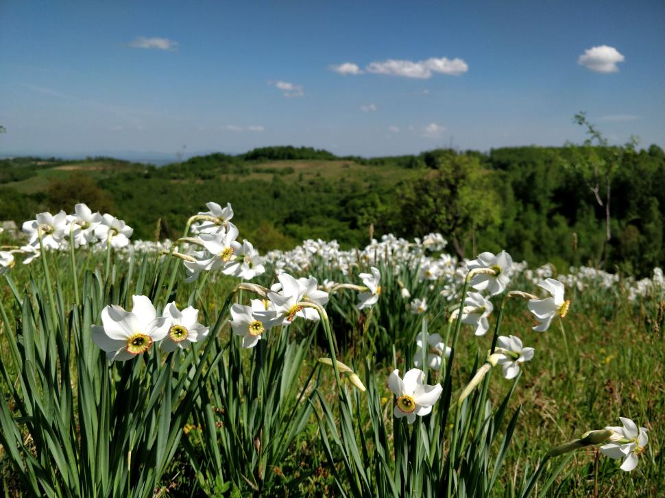 Locul sălbatic din România unde găsești narcise cât vezi cu ochii. "O minunăție. De 12 - 15 ani venim aici" 971688