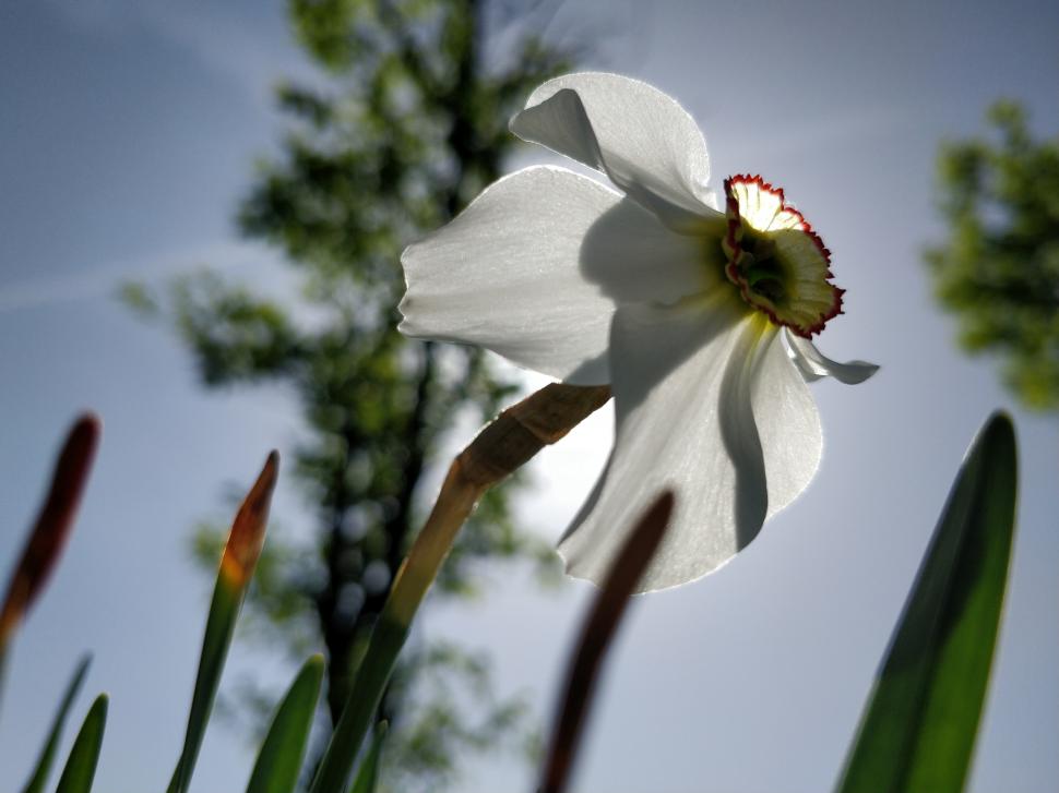 Locul sălbatic din România unde găsești narcise cât vezi cu ochii. "O minunăție. De 12 - 15 ani venim aici" 971690