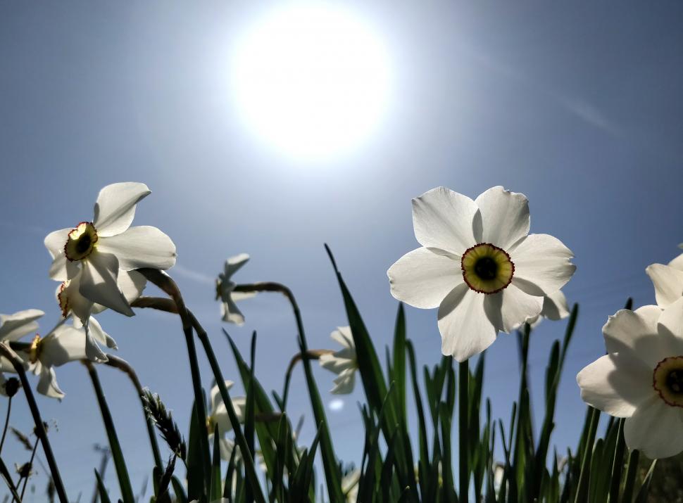 Locul sălbatic din România unde găsești narcise cât vezi cu ochii. "O minunăție. De 12 - 15 ani venim aici" 971691