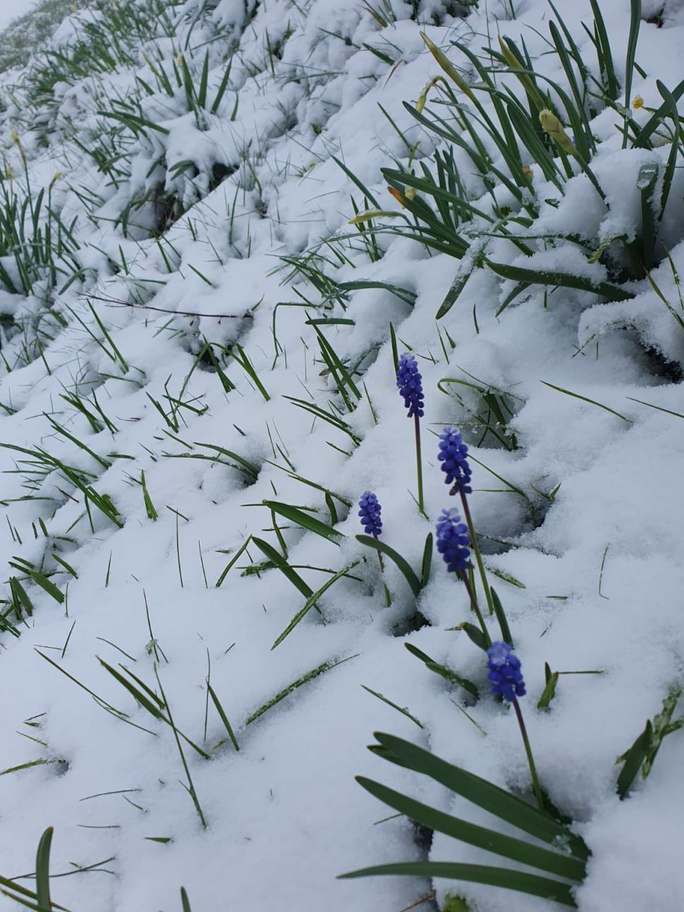 Poiana cu narcise din Munții Rodnei a fost acoperită cu un strat de zăpadă de 20 de centimetri 971818