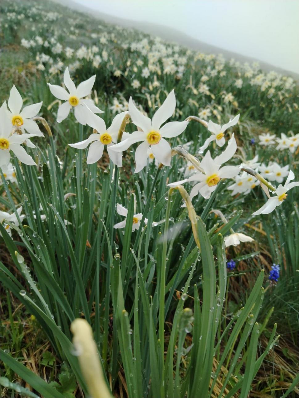 Poiana cu narcise din Munții Rodnei a fost acoperită cu un strat de zăpadă de 20 de centimetri 971819