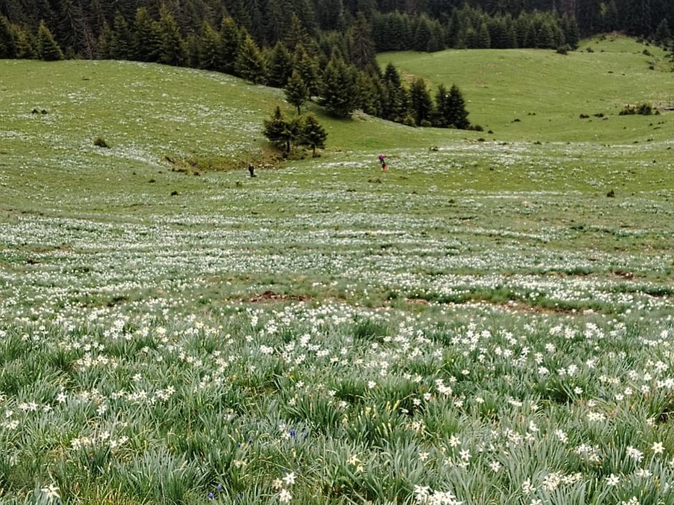 Poiana cu narcise din Munții Rodnei a fost acoperită cu un strat de zăpadă de 20 de centimetri 971820