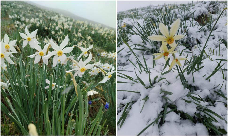 Poiana cu narcise din Munții Rodnei a fost acoperită cu un strat de zăpadă de 20 de centimetri 971822