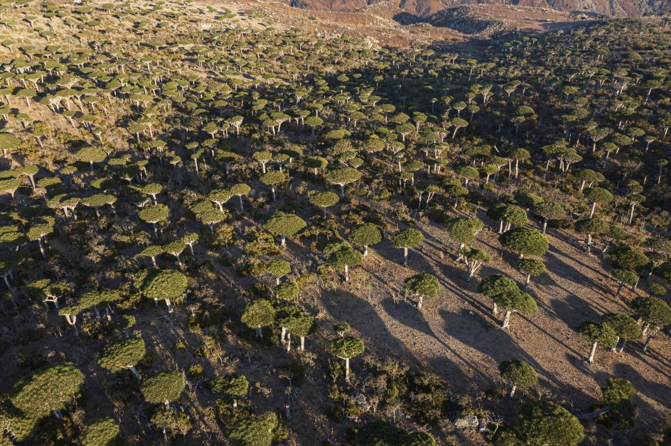 Acești copaci „cu sânge de dragon” există într-un singur loc pe Pământ. Acum, schimbările climei și caprele le amenință supraviețuirea 973720