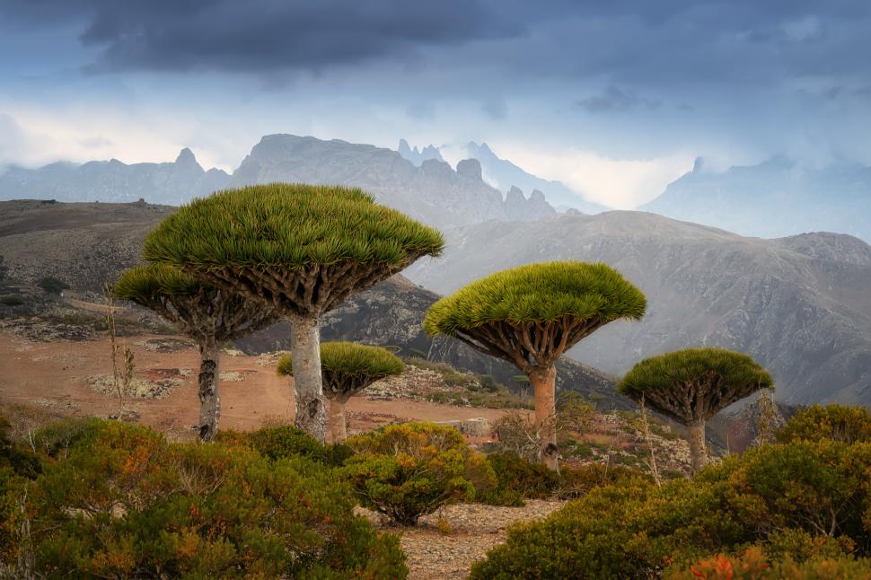 Acești copaci „cu sânge de dragon” există într-un singur loc pe Pământ. Acum, schimbările climei și caprele le amenință supraviețuirea 973722