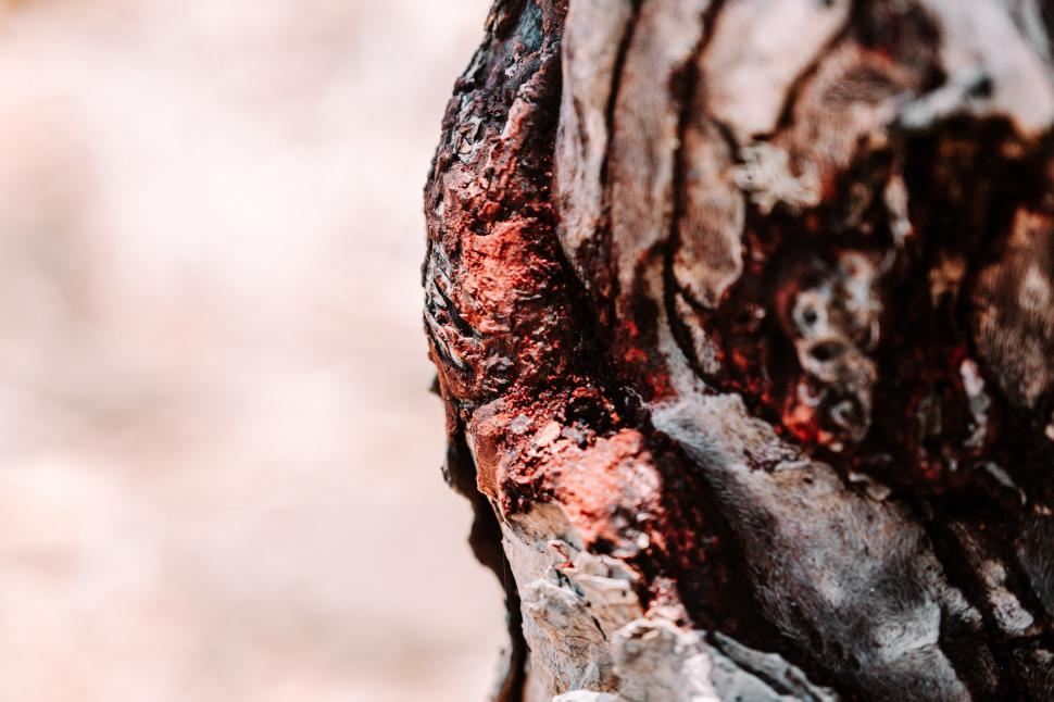 Acești copaci „cu sânge de dragon” există într-un singur loc pe Pământ. Acum, schimbările climei și caprele le amenință supraviețuirea 973723