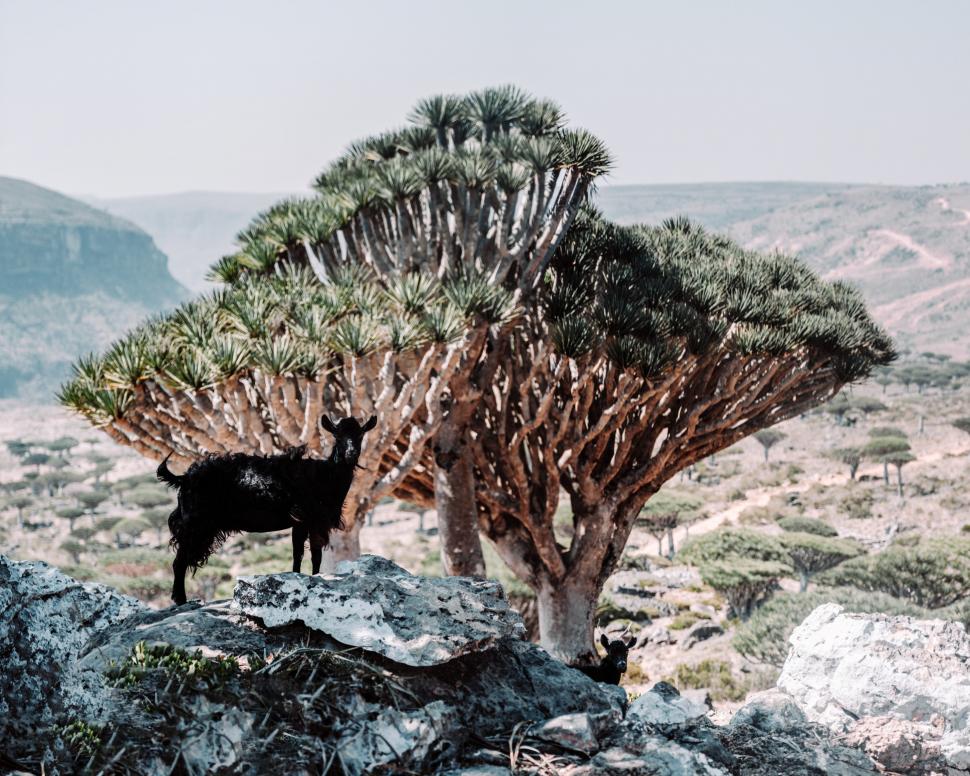 Acești copaci „cu sânge de dragon” există într-un singur loc pe Pământ. Acum, schimbările climei și caprele le amenință supraviețuirea 973724