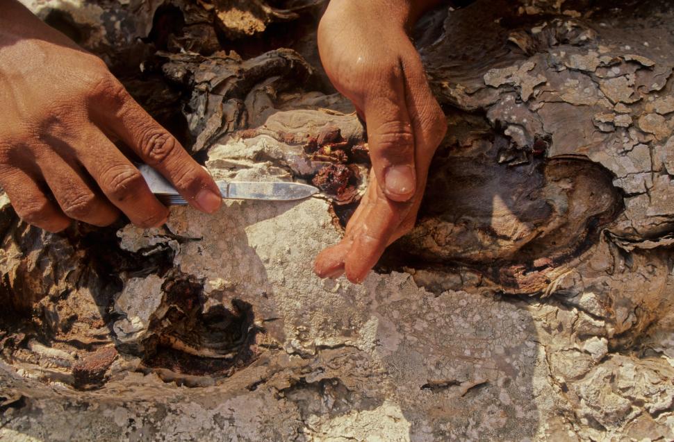 Acești copaci „cu sânge de dragon” există într-un singur loc pe Pământ. Acum, schimbările climei și caprele le amenință supraviețuirea 973726