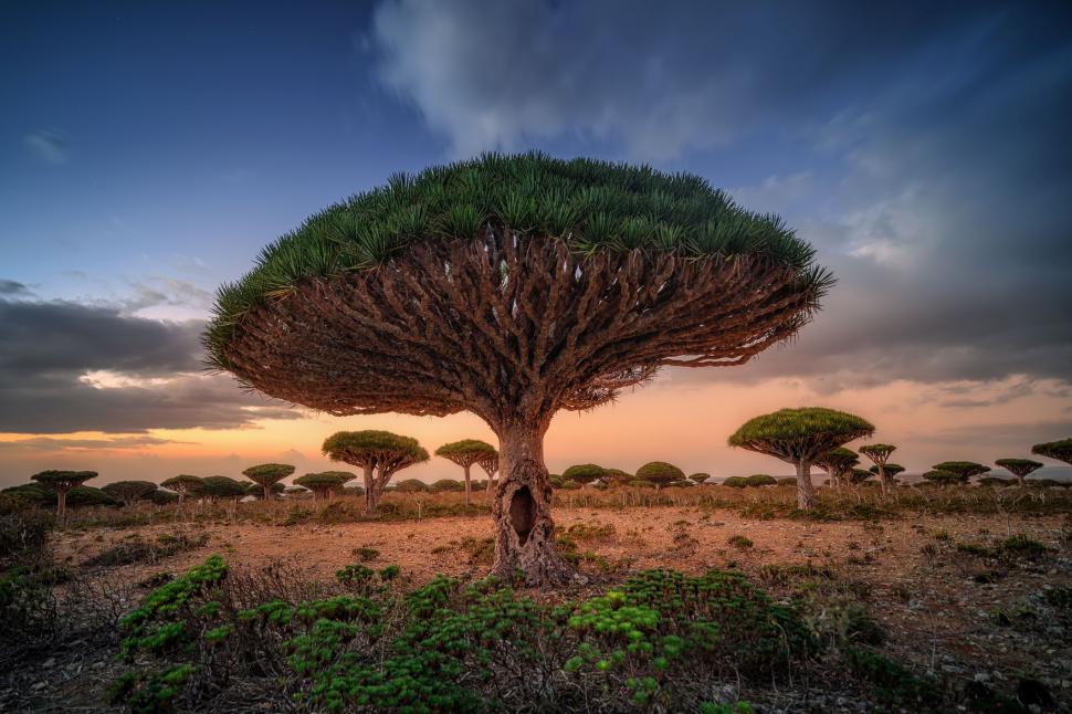 Acești copaci „cu sânge de dragon” există într-un singur loc pe Pământ. Acum, schimbările climei și caprele le amenință supraviețuirea 973727