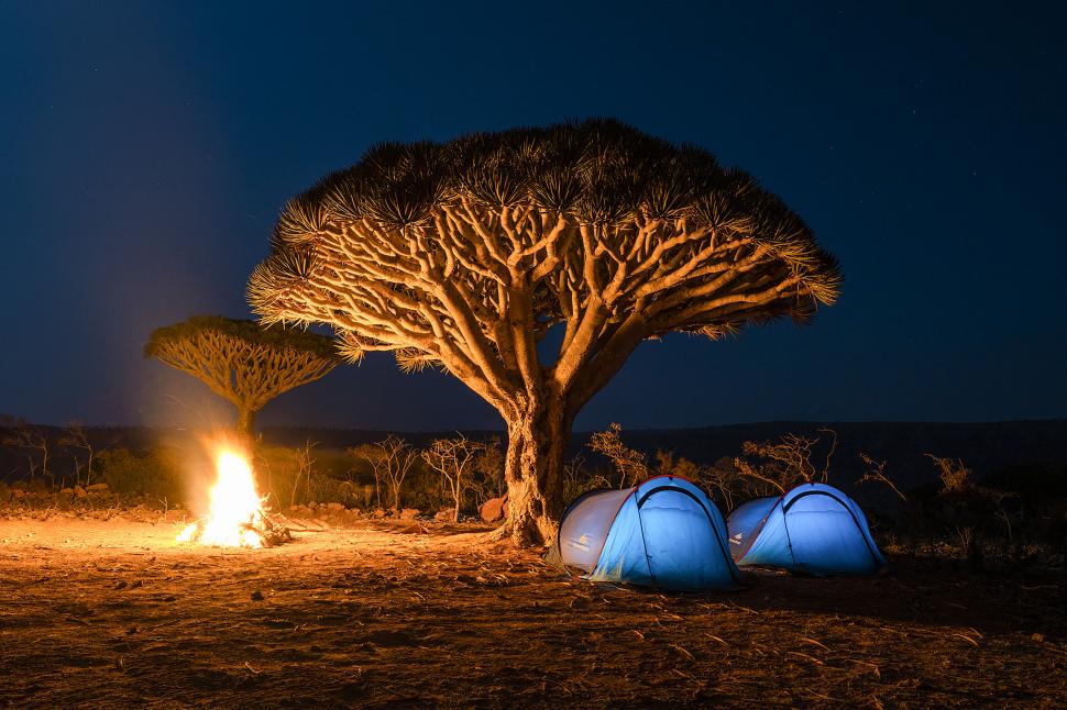 Acești copaci „cu sânge de dragon” există într-un singur loc pe Pământ. Acum, schimbările climei și caprele le amenință supraviețuirea 973729