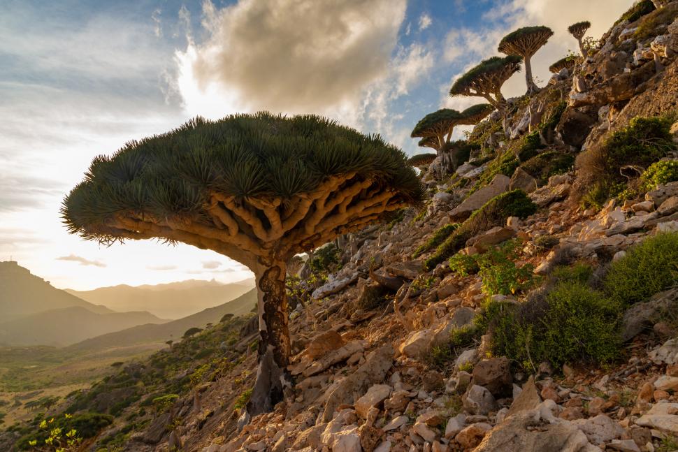 Acești copaci „cu sânge de dragon” există într-un singur loc pe Pământ. Acum, schimbările climei și caprele le amenință supraviețuirea 973730