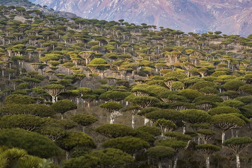 Acești copaci „cu sânge de dragon” există într-un singur loc pe Pământ. Acum, schimbările climei și caprele le amenință supraviețuirea 973735