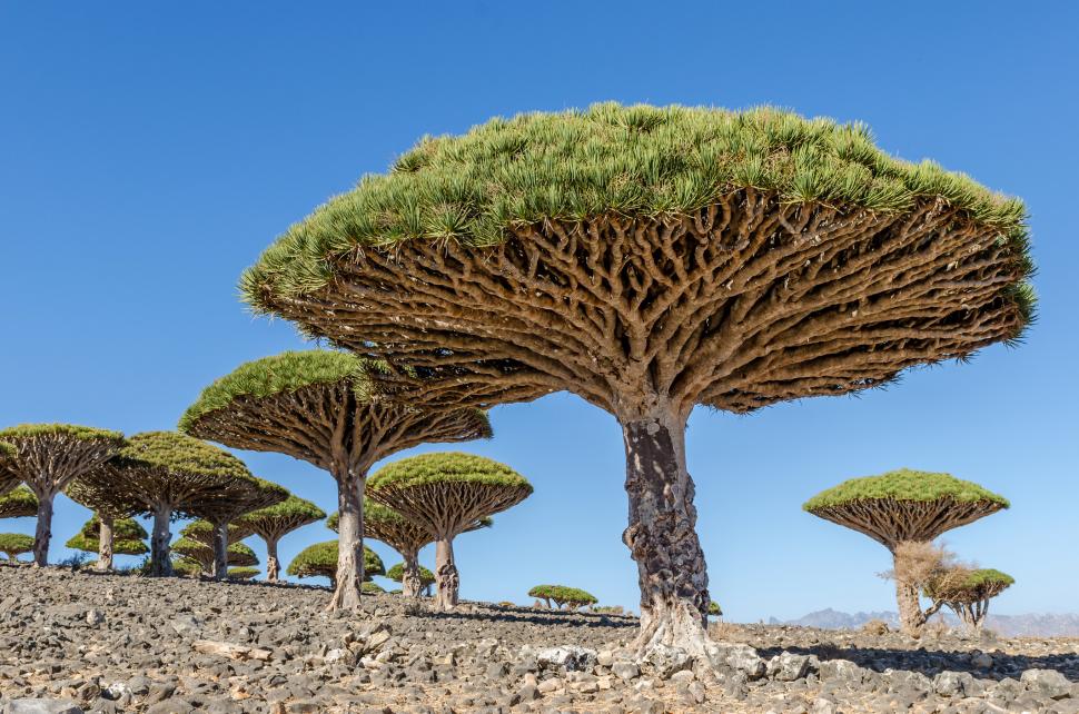 Acești copaci „cu sânge de dragon” există într-un singur loc pe Pământ. Acum, schimbările climei și caprele le amenință supraviețuirea 973736