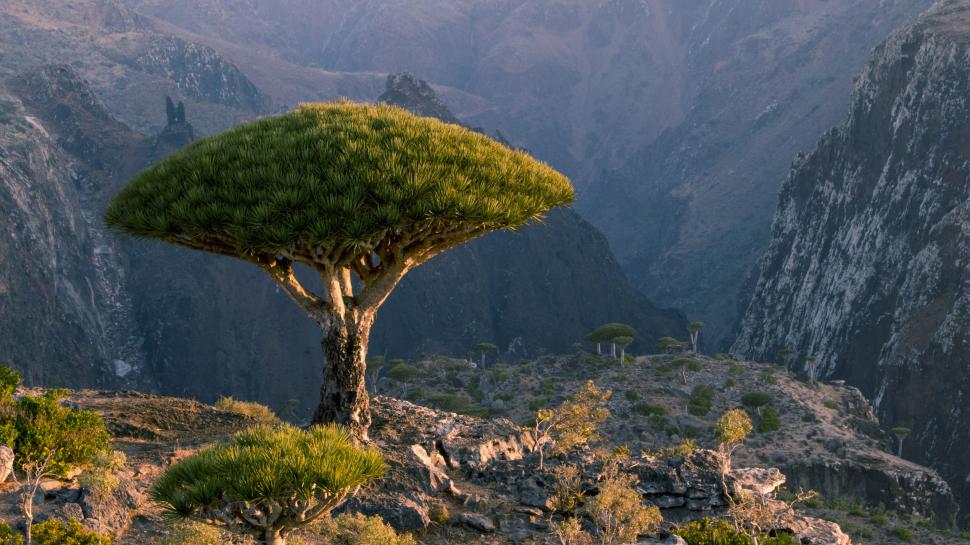 Acești copaci „cu sânge de dragon” există într-un singur loc pe Pământ. Acum, schimbările climei și caprele le amenință supraviețuirea 973738