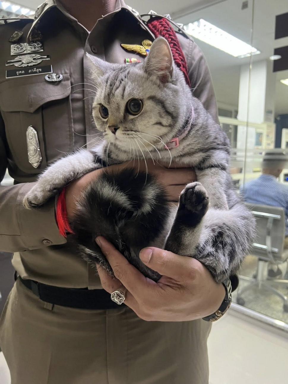 O pisică simpatică a ajuns să fie arestată și amprentată pentru că a fugit de acasă și a vrut să-i muște pe polițiștii care au găsit-o 974673