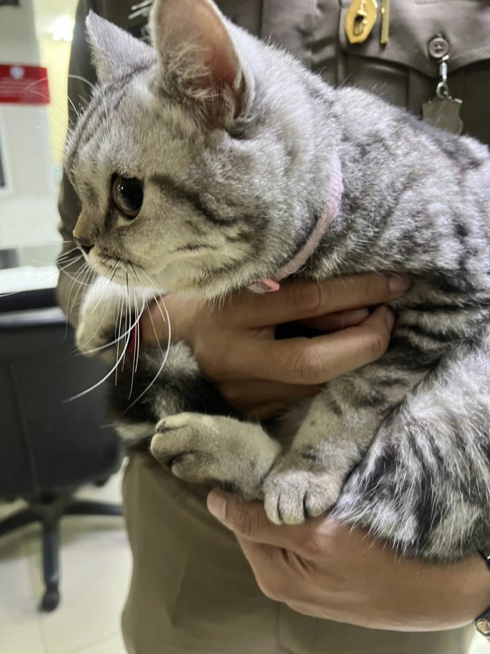 O pisică simpatică a ajuns să fie arestată și amprentată pentru că a fugit de acasă și a vrut să-i muște pe polițiștii care au găsit-o 974675