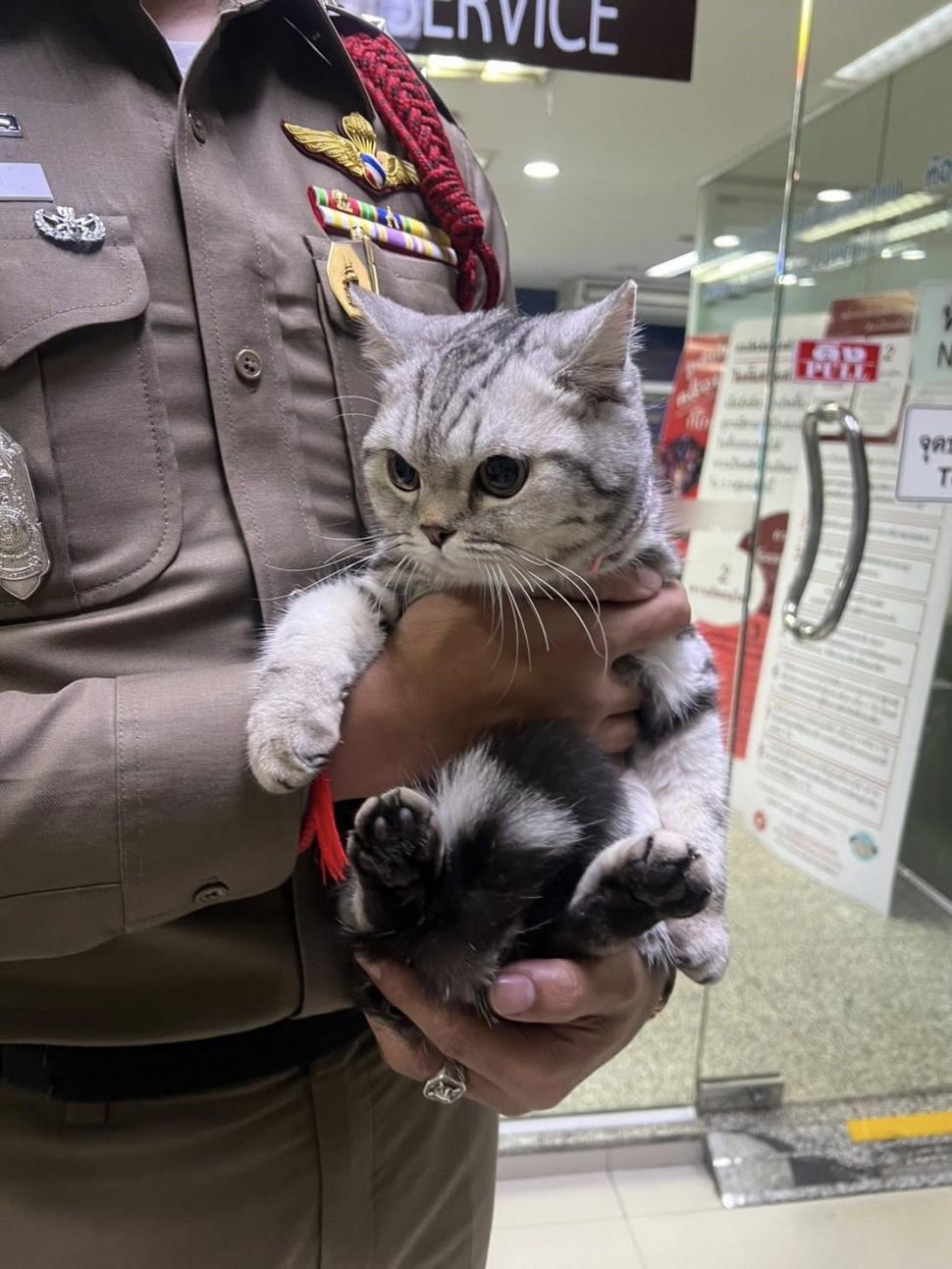 O pisică simpatică a ajuns să fie arestată și amprentată pentru că a fugit de acasă și a vrut să-i muște pe polițiștii care au găsit-o 974676