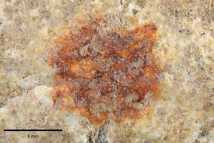 Cea mai veche amprentă din lume ar putea fi un indiciu că neanderthalienii au creat arta 975844