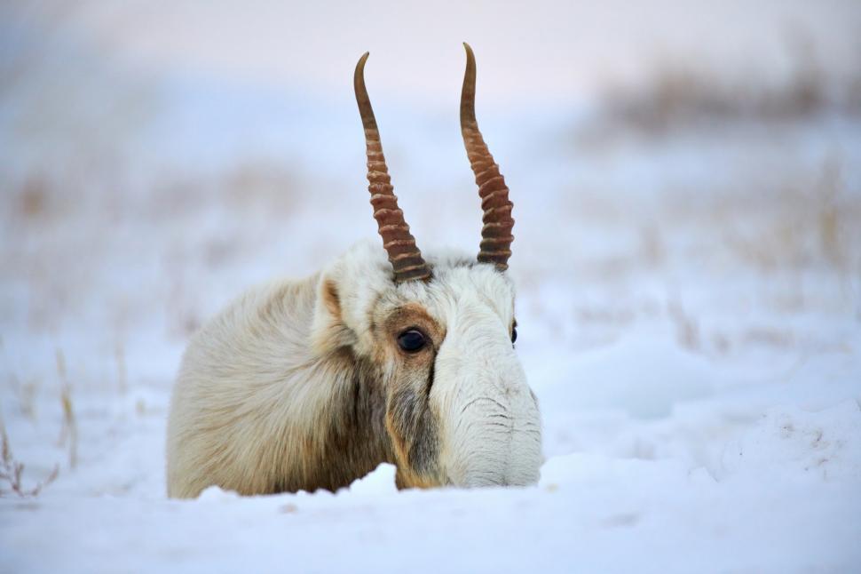 Creatura preistorică, cunoscută pentru aspectul său unic, a fost salvată de la extincție 975684